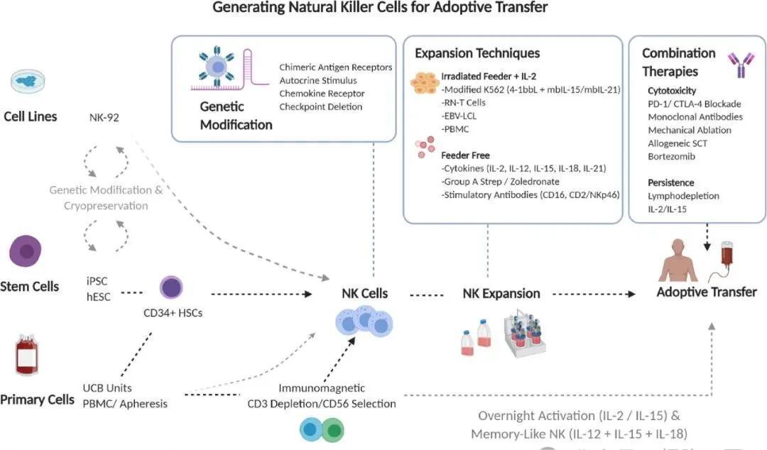 NK Cell Therapy Combined with DC Vaccine Shows Dramatic Improvement in Late-Stage Liver Cancer