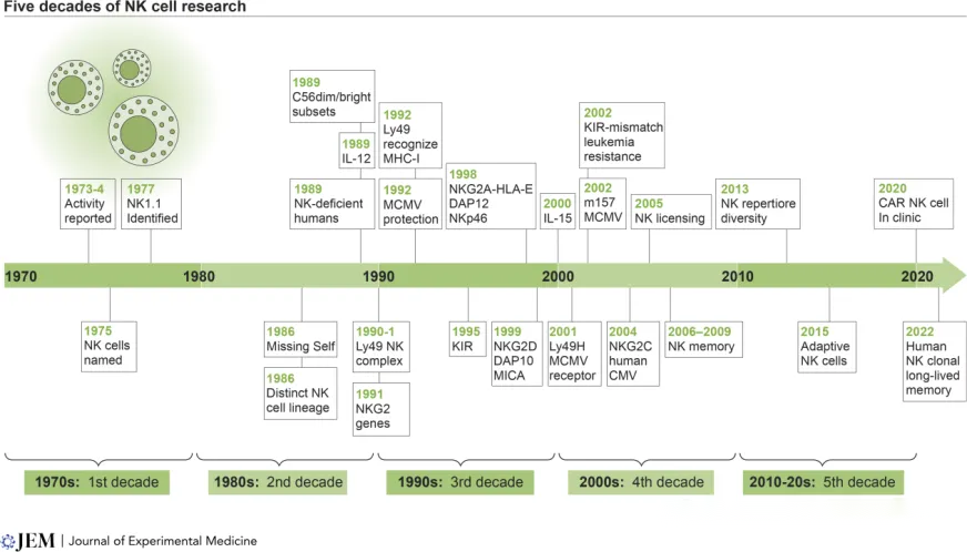 Breakthrough Advances in Natural Killer (NK) Cells Over 50 Years