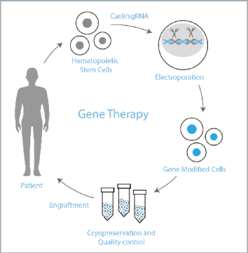 Innovative Gene Therapy Offers New Hope for Sickle Cell and Thalassemia Patients