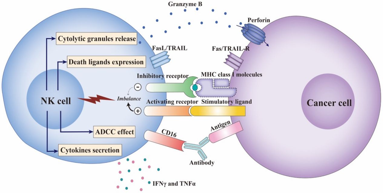 CAR-T THERAPY OVERVIEW (7)9fw