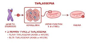 Understanding Thalassemia: A Comprehensive Guide to Alpha and Beta Forms