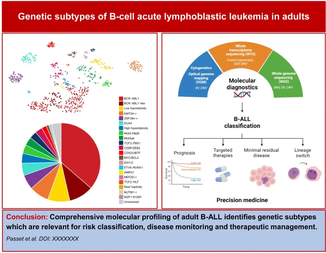 Breakthrough Insights into Genetic Subtypes of Adult B-ALL